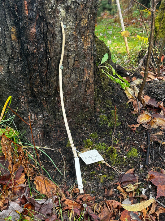 Baguette Énergétique - Chêne | Aventurines | Cuir